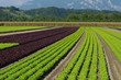 plantation de salades