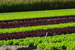 plantation de salades