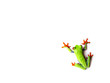 Rotaugenlaubfrosch 97, Agalychnis callidryas