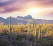 Saguaro Park