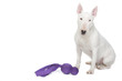 bull terrier et jouet bull terrier et jouet