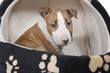 puppy bull terrier puppy bull terrier