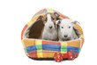deux chiots bull terrier dans leur couchage en tissu deux chiots bull terrier dans leur couchage en tissu