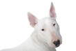 expression typique du bull terrier expression typique du bull terrier