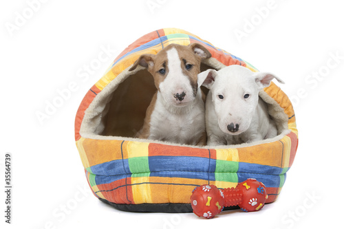 Photo: deux chiots bull terrier dans leur couchage en tissu deux chiots bull terrier dans leur couchage en tissu