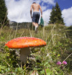 camminare tra i funghi velenosi