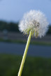 single dandelion