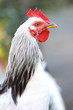 rooster close-up
