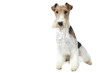 very proud fox terrier very proud fox terrier