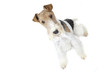 fox terrier, chien de Tintin. Milou fox terrier, chien de Tintin. Milou
