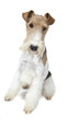 fox terrier assis très droit fox terrier assis très droit