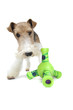 fox terrier défendant son jouet fox terrier défendant son jouet