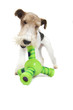 fox terrier fox terrier