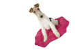 attitude noble du fox terrier sur son tapis rose attitude noble du fox terrier sur son tapis rose