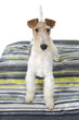fox terrier debout sur son tapis fox terrier debout sur son tapis