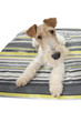 fox terrier allongé sur son coussin en gros plan fox terrier allongé sur son coussin en gros plan
