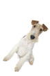 fox terrier à poil dur fox terrier à poil dur