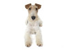 fox terrier allongé de face fox terrier allongé de face