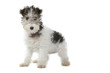young fox terrier young fox terrier