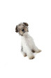 fox terrier fier et arrogant fox terrier fier et arrogant