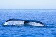 North Atlantic Right Whale