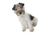 fox terrier assis de côté fox terrier assis de côté
