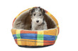 fox terrier à l'abri dans son couchage fox terrier à l'abri dans son couchage