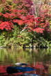 Japanese pond and fall foliage
