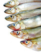 small fish (smelts) on white background