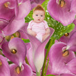 Bambina nel tulipano