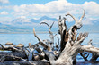 Wild nature. Dead trees on the shore of Lake Hovsgol. Wild nature. Dead trees on the shore of Lake Hovsgol.