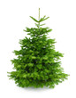 Perfekter dichter Tannenbaum auf weiß