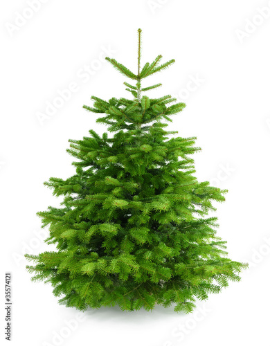 Photo: Perfekter dichter Tannenbaum auf weiß Perfekter dichter Tannenbaum auf weiß