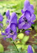 Monkshood (Aconitum napellus) flowers