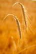 golden wheat two spikes of ripe cereal golden wheat two spikes of ripe cereal