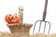 Recogiendo calabazas.