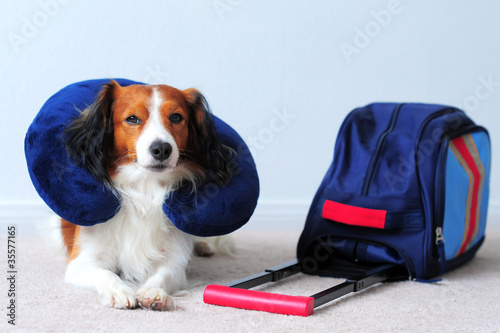 Photo: A Dog with Blue Suitcase and Blue Neck Pillow A Dog with Blue Suitcase and Blue Neck Pillow