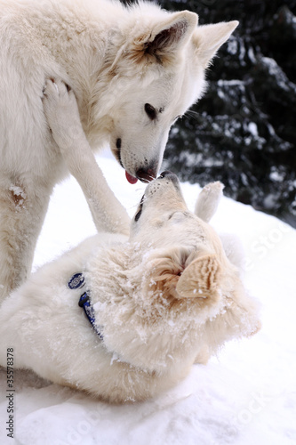 Foto: white two doggery fiddling in snow on mountains white two doggery fiddling in snow on mountains