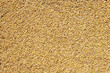 cereal wheat grain texture pattern cereal wheat grain texture pattern
