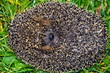 Hedgehog
