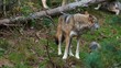 wolfsrudel