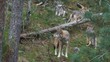 wolfsrudel
