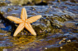 Starfish on the rock in the sea water