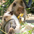 Cat and monkey Cat and monkey
