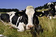 cows