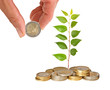 sapling growing from coins sapling growing from coins