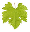 Vine leaf isolated Vine leaf isolated