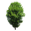 Foto: Tree isolated on white background Tree isolated on white background