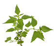 Stinging or common nettle, Urtica dioica, isolated on whi