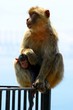 Berberaffen in Gibraltar (Macaca sylvanus) Berberaffen in Gibraltar (Macaca sylvanus)